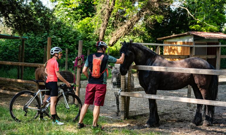 Fietsers ontmoeten paarden in een omheining tijdens een rit.
